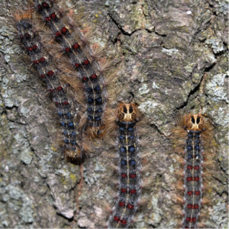 How To Check For Gypsy Moths