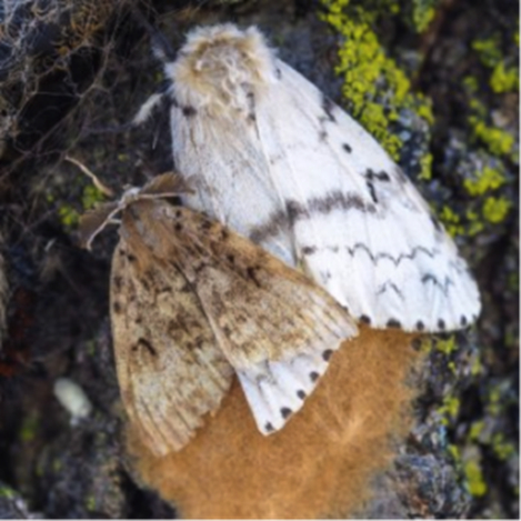 How To Check For Gypsy Moths